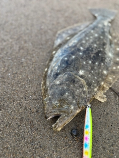 ヒラメの釣果