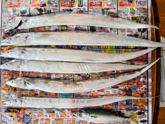 タチウオの釣果