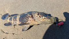 チャイロマルハタの釣果