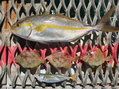 シオの釣果