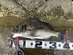 クロダイの釣果
