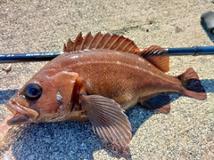 エゾメバルの釣果