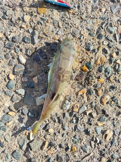 アオハタの釣果