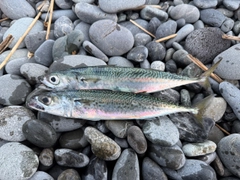 サバの釣果