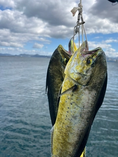 シイラの釣果