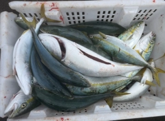 イナダの釣果