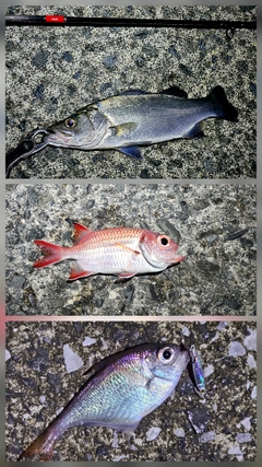 フッコ（ヒラスズキ）の釣果