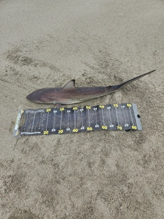 サメの釣果