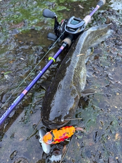ナマズの釣果