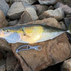 ブリの釣果