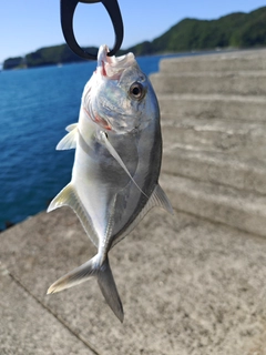 メッキの釣果