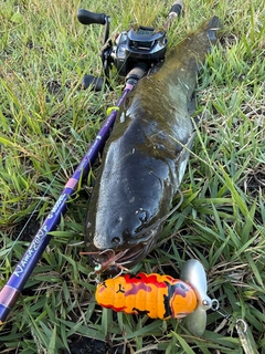 ナマズの釣果