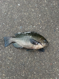 グレの釣果