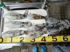 アオリイカの釣果