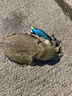 コウイカの釣果