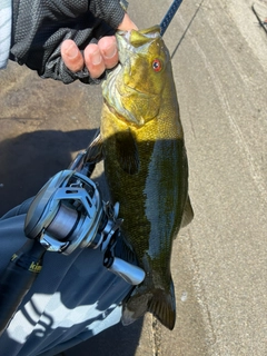 スモールマウスバスの釣果