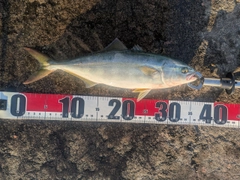ワカシの釣果