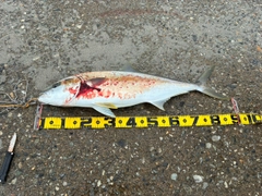 ヒラマサの釣果