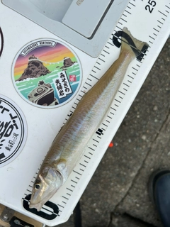 キスの釣果