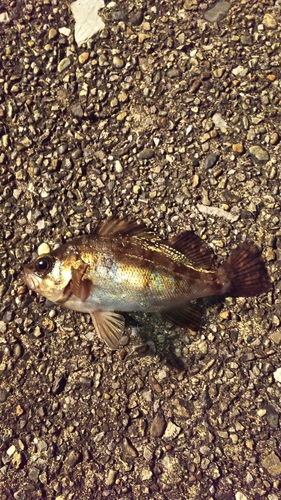 メバルの釣果