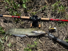 マナマズの釣果