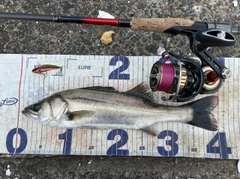 シーバスの釣果