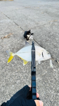 メッキの釣果