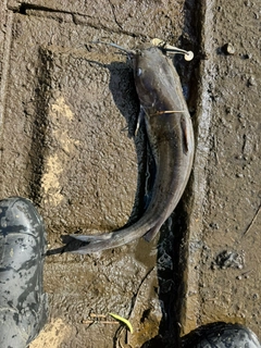 アメリカナマズの釣果