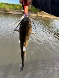 アメリカナマズの釣果