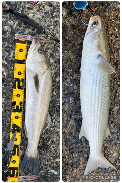 マルスズキの釣果