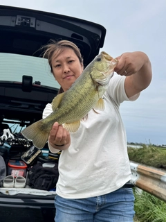 ラージマウスバスの釣果