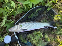 ニゴイの釣果