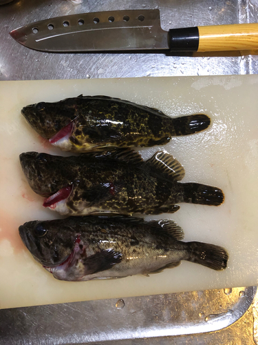 タケノコメバルの釣果