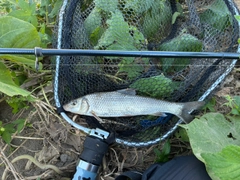ニゴイの釣果