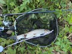 ニゴイの釣果
