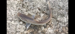 シロザメの釣果