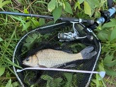 フナの釣果