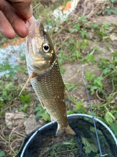 ニゴイの釣果