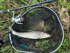 ニゴイの釣果