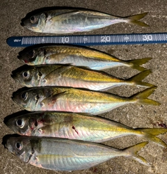 アジの釣果
