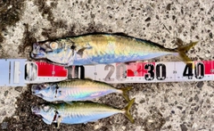 マルアジの釣果