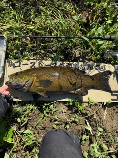 スモールマウスバスの釣果