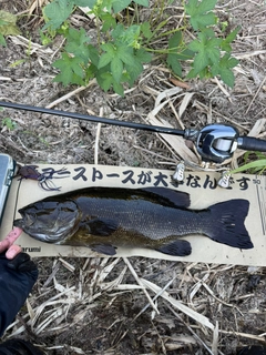スモールマウスバスの釣果