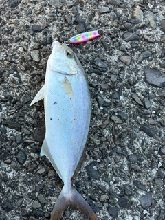 ネリゴの釣果