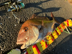 マダイの釣果