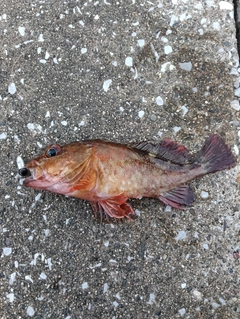 カサゴの釣果