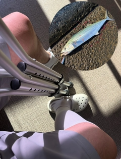 サゴシの釣果