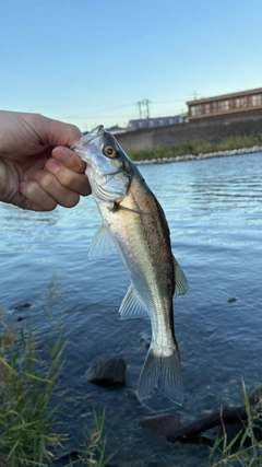 セイゴ（マルスズキ）の釣果