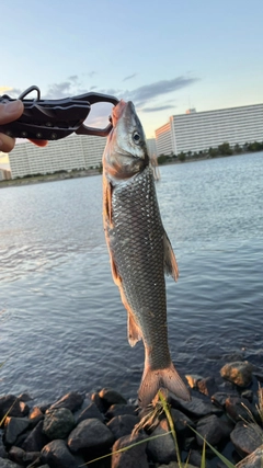 ニゴイの釣果