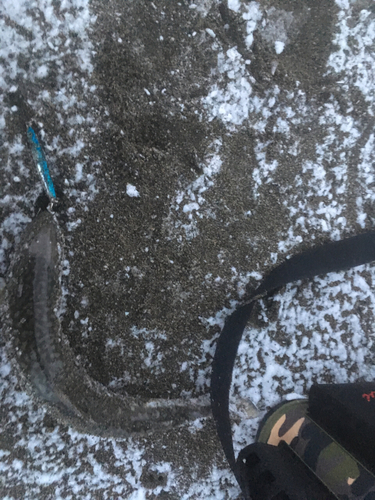 アメマスの釣果